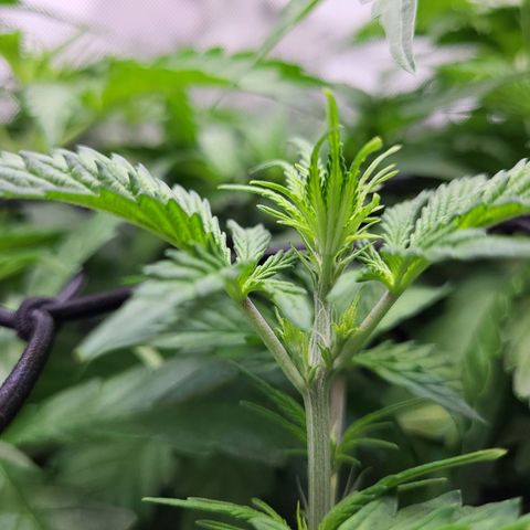 Sweet ZZ Auto growlog timeline photo