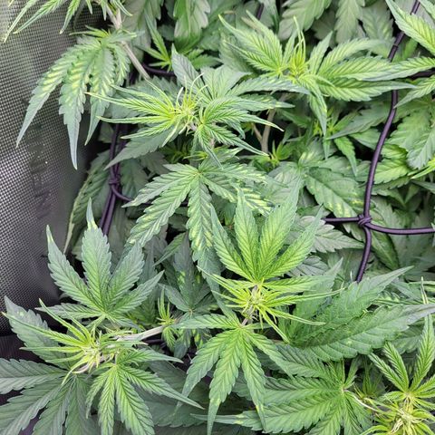 Sweet ZZ Auto growlog timeline photo