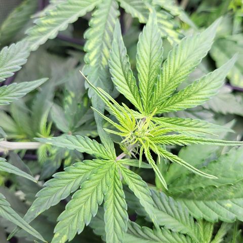 Sweet ZZ Auto growlog timeline photo