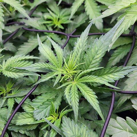 Sweet ZZ Auto growlog timeline photo