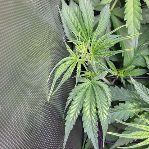 Sweet ZZ Auto growlog timeline photo
