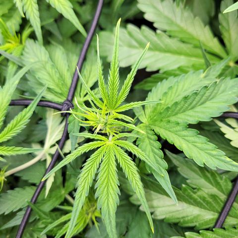 Sweet ZZ Auto growlog timeline photo