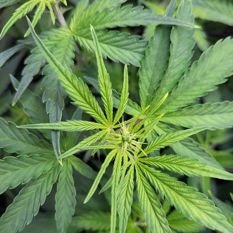 Sweet ZZ Auto growlog timeline photo