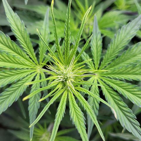 Sweet ZZ Auto growlog timeline photo