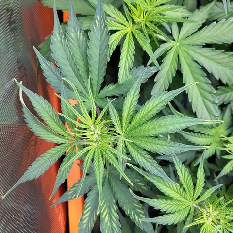 Sweet ZZ Auto growlog timeline photo