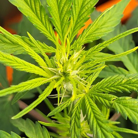 Sweet ZZ Auto growlog timeline photo