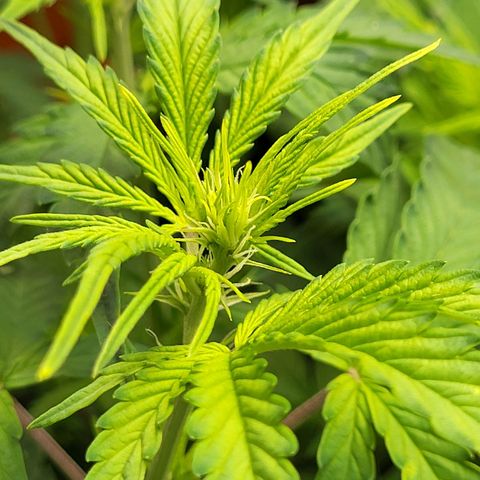 Sweet ZZ Auto growlog timeline photo