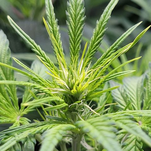 Sweet ZZ Auto growlog timeline photo