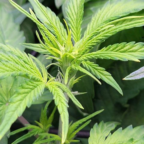 Sweet ZZ Auto growlog timeline photo