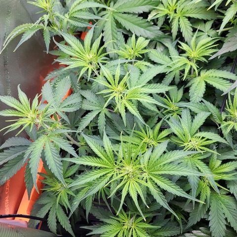 Sweet ZZ Auto growlog timeline photo