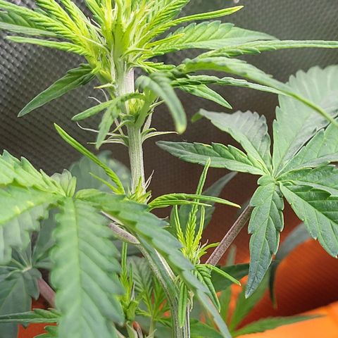Sweet ZZ Auto growlog timeline photo