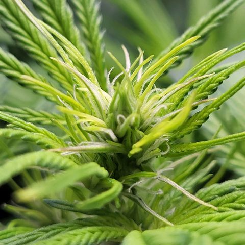 Sweet ZZ Auto growlog timeline photo