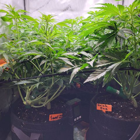 Sweet ZZ Auto growlog timeline photo