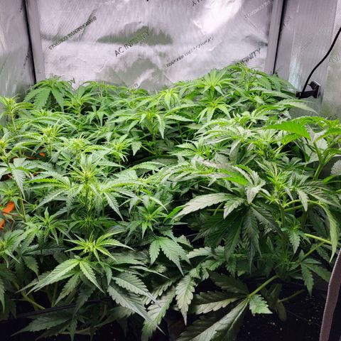 Sweet ZZ Auto growlog timeline photo