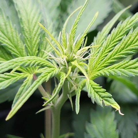 Sweet ZZ Auto growlog timeline photo