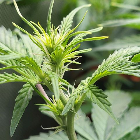 Sweet ZZ Auto growlog timeline photo