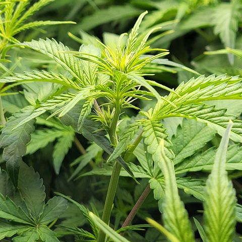 Sweet ZZ Auto growlog timeline photo
