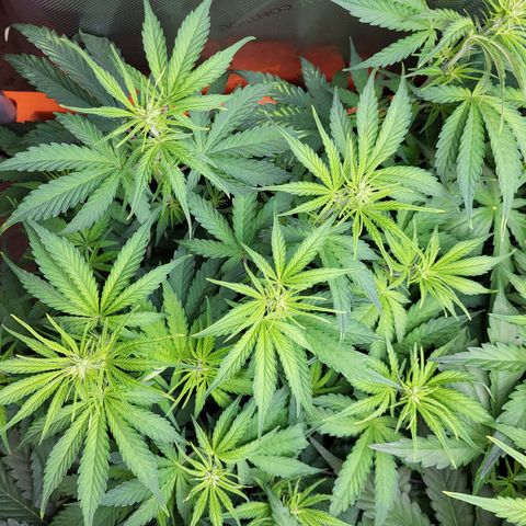 Sweet ZZ Auto growlog timeline photo