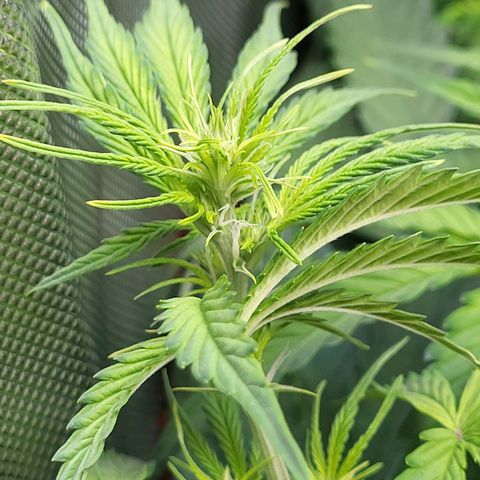 Sweet ZZ Auto growlog timeline photo