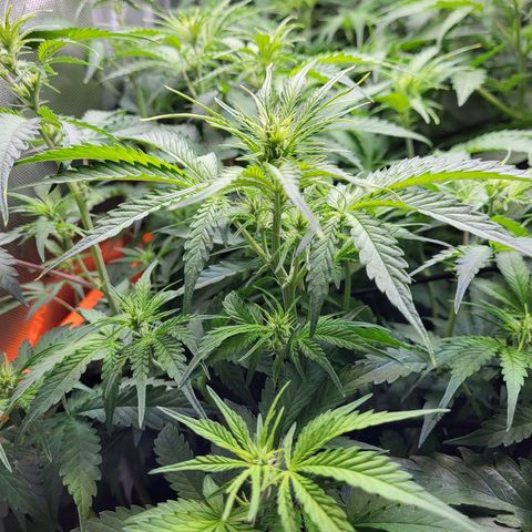 Sweet ZZ Auto growlog timeline photo