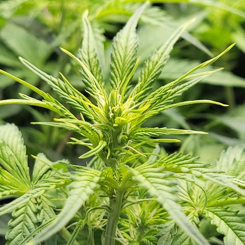 Sweet ZZ Auto growlog timeline photo