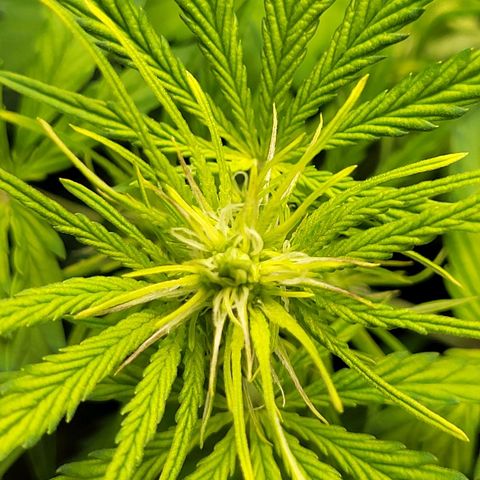 Sweet ZZ Auto growlog timeline photo