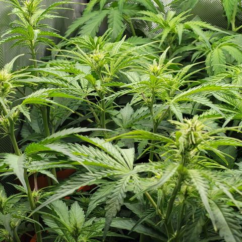 Sweet ZZ Auto growlog timeline photo