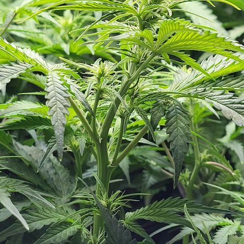 Sweet ZZ Auto growlog timeline photo