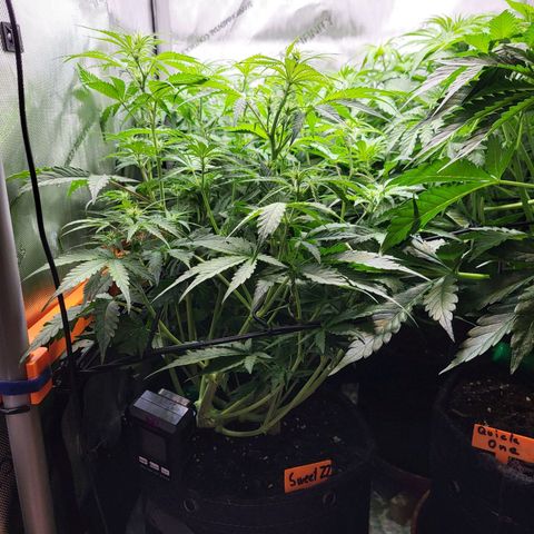 Sweet ZZ Auto growlog timeline photo