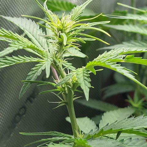 Sweet ZZ Auto growlog timeline photo