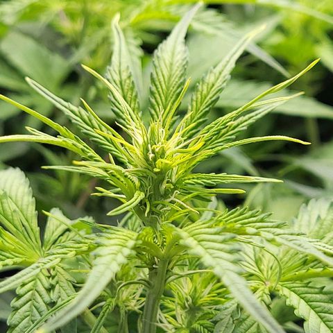 Sweet ZZ Auto growlog timeline photo