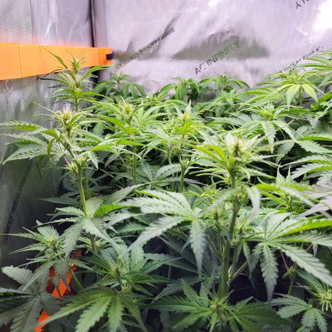 Sweet ZZ Auto growlog timeline photo