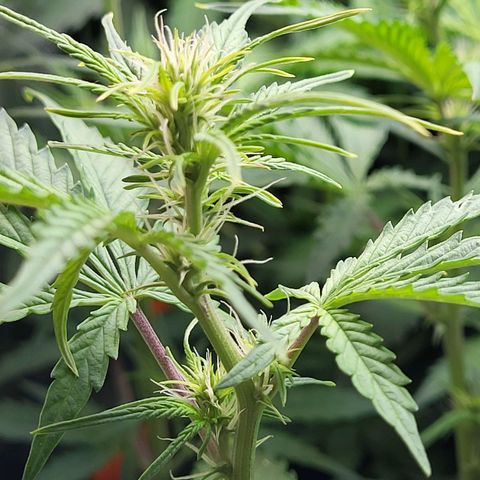 Sweet ZZ Auto growlog timeline photo