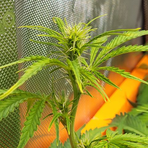 Sweet ZZ Auto growlog timeline photo