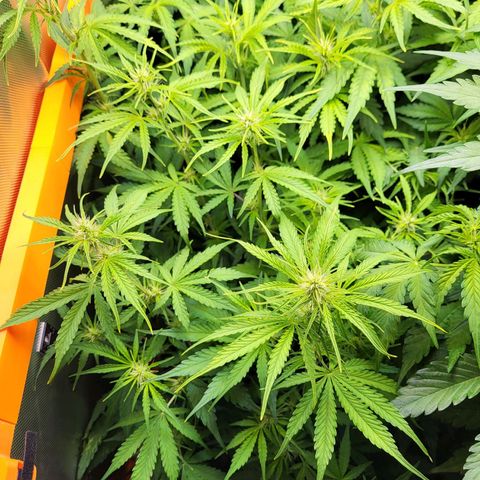 Sweet ZZ Auto growlog timeline photo