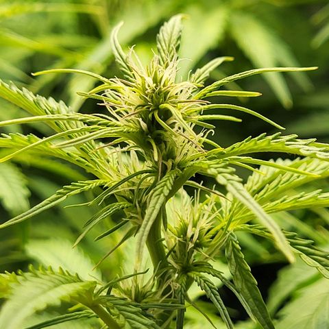 Sweet ZZ Auto growlog timeline photo