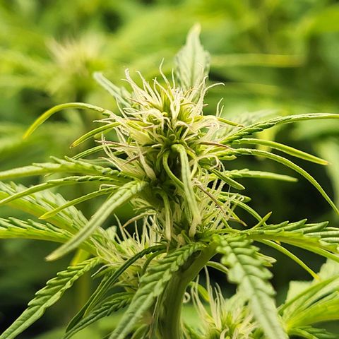 Sweet ZZ Auto growlog timeline photo