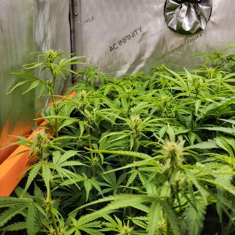 Sweet ZZ Auto growlog timeline photo