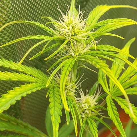 Sweet ZZ Auto growlog timeline photo