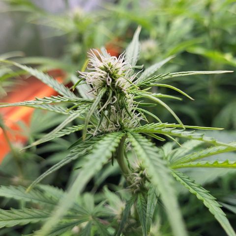 Sweet ZZ Auto growlog timeline photo