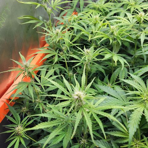Sweet ZZ Auto growlog timeline photo