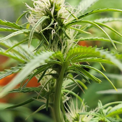 Sweet ZZ Auto growlog timeline photo