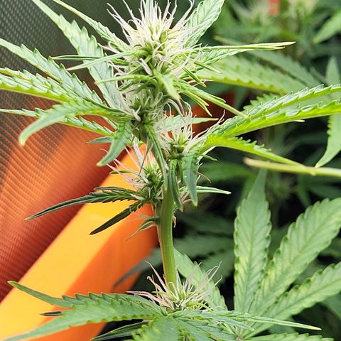 Sweet ZZ Auto growlog timeline photo