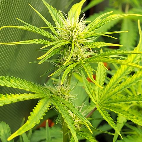 Sweet ZZ Auto growlog timeline photo