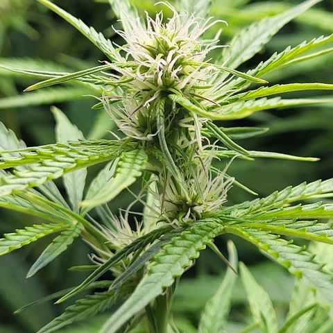 Sweet ZZ Auto growlog timeline photo