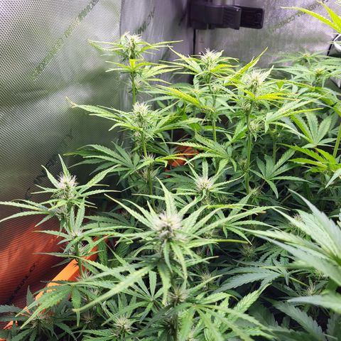 Sweet ZZ Auto growlog timeline photo