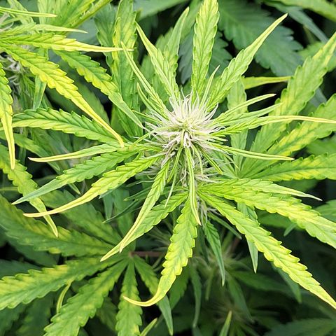Sweet ZZ Auto growlog timeline photo
