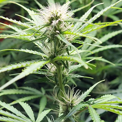 Sweet ZZ Auto growlog timeline photo