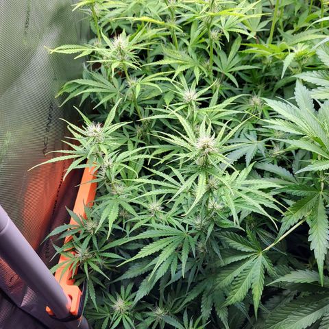 Sweet ZZ Auto growlog timeline photo