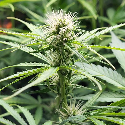 Sweet ZZ Auto growlog timeline photo
